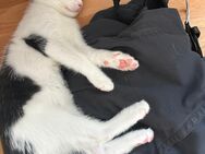 Süße Katzenmädchen ab der 12. Woche abzugeben – Muttertier vor Ort - Herten