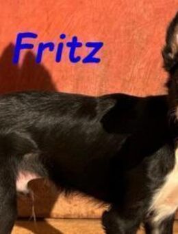 Fritz verspielter Welpe! 04/25 ESP - Ruppertsecken