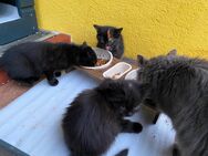 3 kleine Kitten, Kätzchen zu verkaufen. - Homberg (Efze)