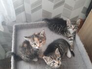 Verkaufen 3 babykatzen. (Mädchen und 2 junge.) - Oberkochen