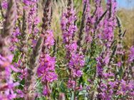 Blutweiderich Samen Blumen mehrjährig winterhart Bienen pflanze Blutweideriche Teich See Sumpf Wasserpflanze Samen Pool lila rot rosa heimische Pflanze Wasserpflanye Teich Samen Muttertag Hochbeet garden Saatgut Deutsches Biene SWR Vatertag Frühling - Pfedelbach