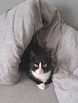 Katzenweibchen Flauschi - Wittenberg (Lutherstadt)