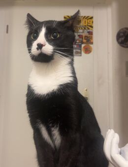 4 jähriger Kater sucht ein neues zur Hause - Witten Zentrum