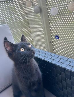 Bkh- angora kitten - Köln