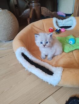 Süße Neva Masquarade Kätzchen - Altenburg