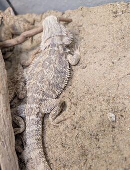 Bartagamen anzugeben - Elsdorf (Nordrhein-Westfalen)