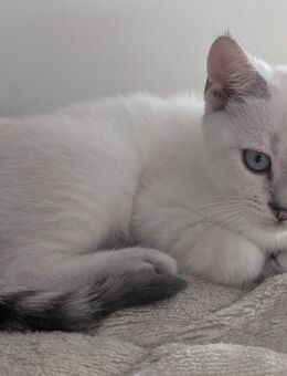 11 Wochen alter BKH Kater - Ochtendung