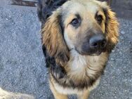 Julio 💗 sozialer Jungrüde sucht dich! - Hamburg