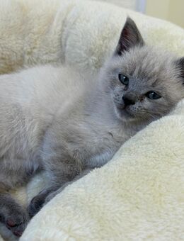 Blue Point BKH Kitten männlich - Witten