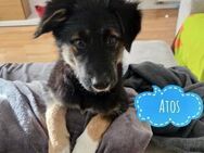 Atos - absolut Familien geeignet - Flörsheim-Dalsheim
