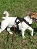 Jack Russel Terrier Deckrüde in 4800