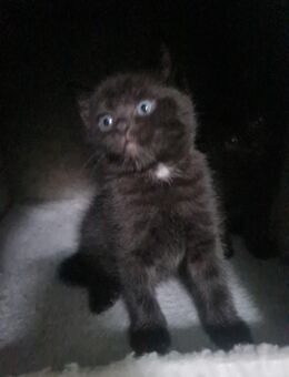 Bkh maine coon kitten - Bellheim