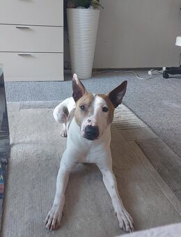 Sunny sucht ein Zuhause - Berlin