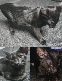Sphynx Peterbald Kitten Allesfreser Menschenlieb warmherzige Familie - Fürstenwalde (Spree)