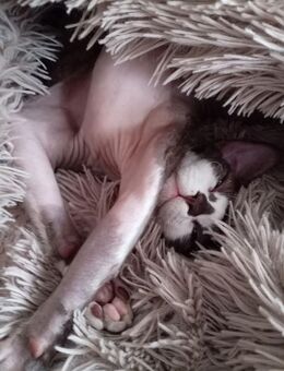 Devon Rex - Görlitz