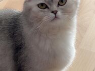 Katze zu verkaufen wegen Umzug - Düsseldorf