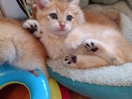 Goldene bildhübsche Kitten mit Stammbaum, geimpft &Chip - Munster