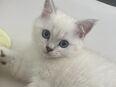 Noch ein reinrassiger Bkh kitten abzugeben in 45879