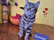 Bommel - wunderbares Katzenkinder sucht Traumzuhause - Neuss