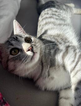 Baby Katzen - Künzell