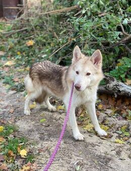 Wölfchen suchen ihr zu Hause - Süderdorf
