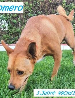 Romero: unser Purzel - Rinteln