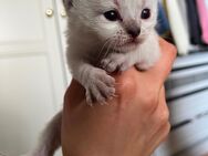 3 zauberhafte Pointed Kitten suchen ein liebevolles Zuhause - Stockelsdorf