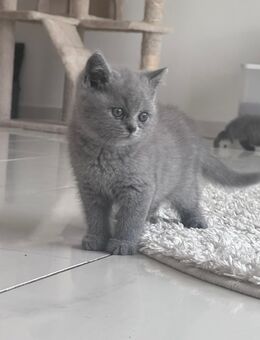 BKH Baby - Essen