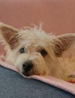 BENJI sucht sein Traumkörbchen - Sulzfeld (Baden-Württemberg)