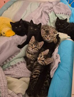 😻 BKH-Mix Kitten – 9 Wochen alt – stubenrein & entwurmt 🐾 - Itzehoe
