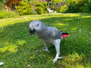 Graupapagei Hahn flugunfähig - Schneverdingen