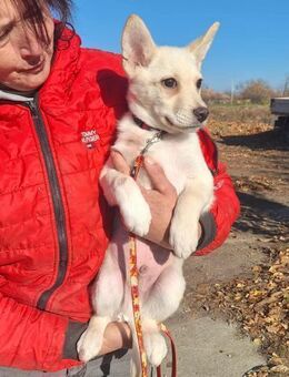 Der liebe Miko sucht ein Zuhause ! - Dortmund