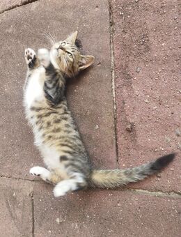 3 Kleine getigerte Katzen abzugeben M/W - Espelkamp