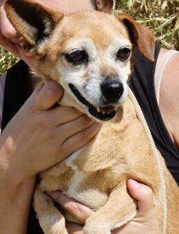 Seniorin Elmi sucht ein Kuschelplätzchen - Schallodenbach