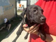 Frodo- kleiner Mann sucht großes Herz - Nürnberg