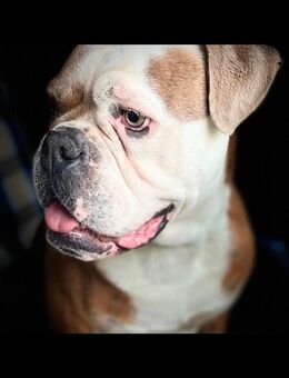 Oeb Olde English Bulldogge abzugeben - Rheine