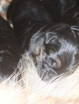 Dt.Schäferhund Welpen, SV, rote Papiere - Münchberg