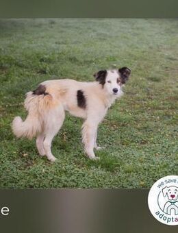 Elfie: Sucht ein Zuhause - Kirchzell