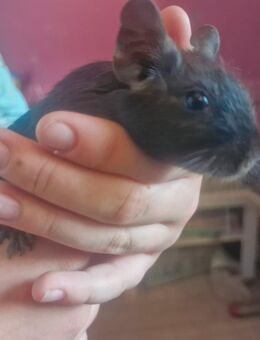Degu Jungtiere in gute Hände abzugeben - Dorsten