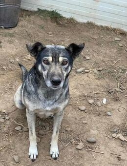 Carla sucht ihre eigenen Menschen - Celle