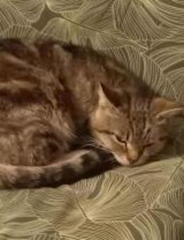 Liebe Hinki sucht passendes Zuhause - Margetshöchheim