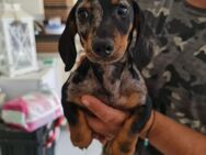 ❤️🥰 Rudi sucht seine Herzensfamilie ❤ - Stuttgart