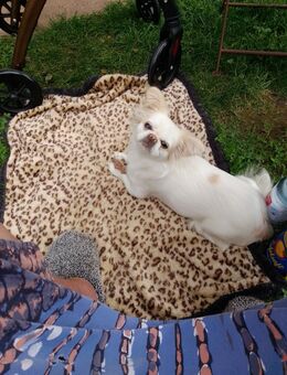 Pekinnesenhündin - Oberaula