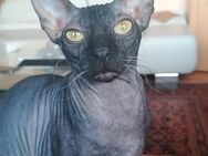 Vermisste Sphynx Katze ! - Sankt Augustin