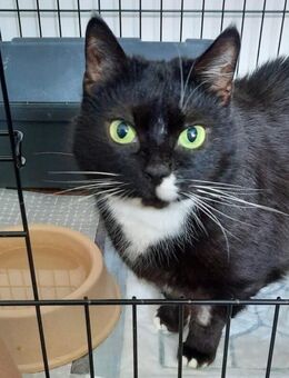 Lina - europäische Kurzhaarkatze - 9 Jahre - Tierhilfe Franken e.V. - Lauf (Pegnitz) Zentrum