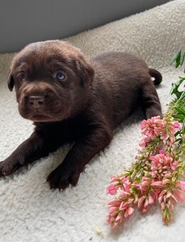 Reinrassige Labrador Welpen - Waldeck (Hessen)