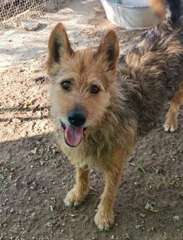 Hidalgo ein Traumhund Alb - Ludwigshafen (Rhein)