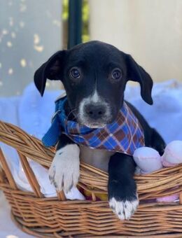 Milo LM - Neun kleine Hundekinder - Remagen