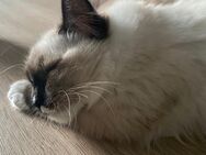 Ragdollkitten suchen ein liebevolles zu Hause - Falkenstein (Vogtland)