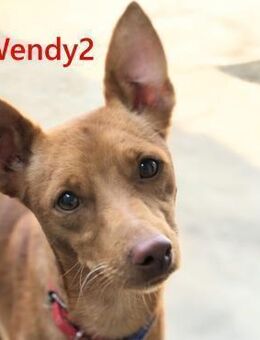 Wendy2 eine kleine Zuckermaus 04/24 ESP - Ruppertsecken